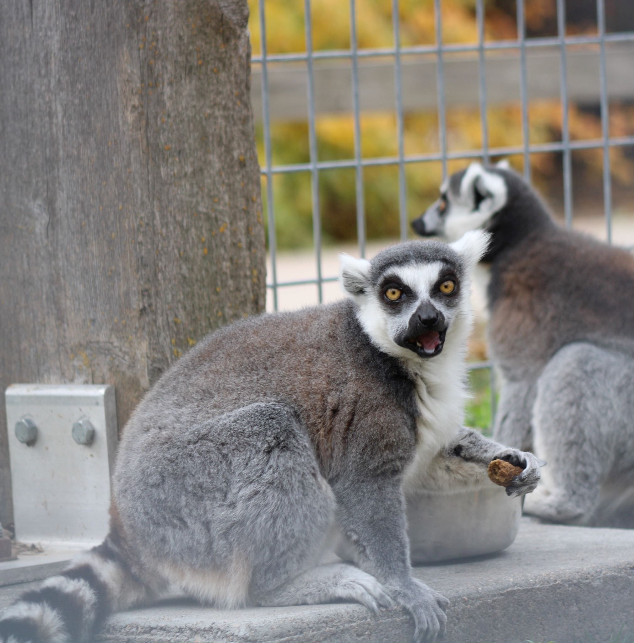 Ring-tailed Lemur